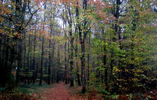 forêt de Senonches, 1er nov 2004
