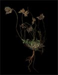 Pascale gadon.Figure impose 3, Episodes
